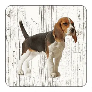 Onderlegger - Beagle