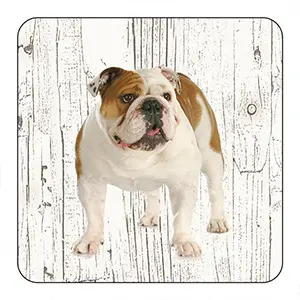 Onderlegger - Engelse Buldog