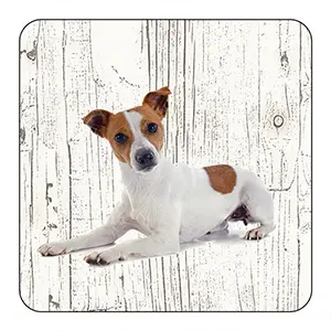 [OND028] Onderlegger - Jack Russel