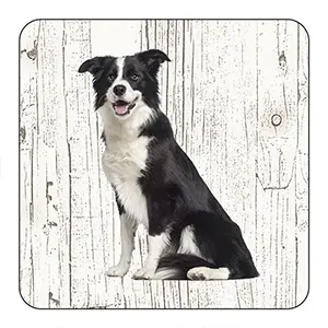 [OND029] Onderlegger - Bordercollie