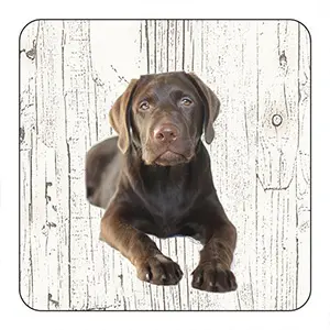 [OND067] Onderlegger - Labrador bruin