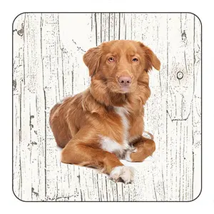 [OND232] Onderlegger - Nova Scotia Duck Tolling Retriever